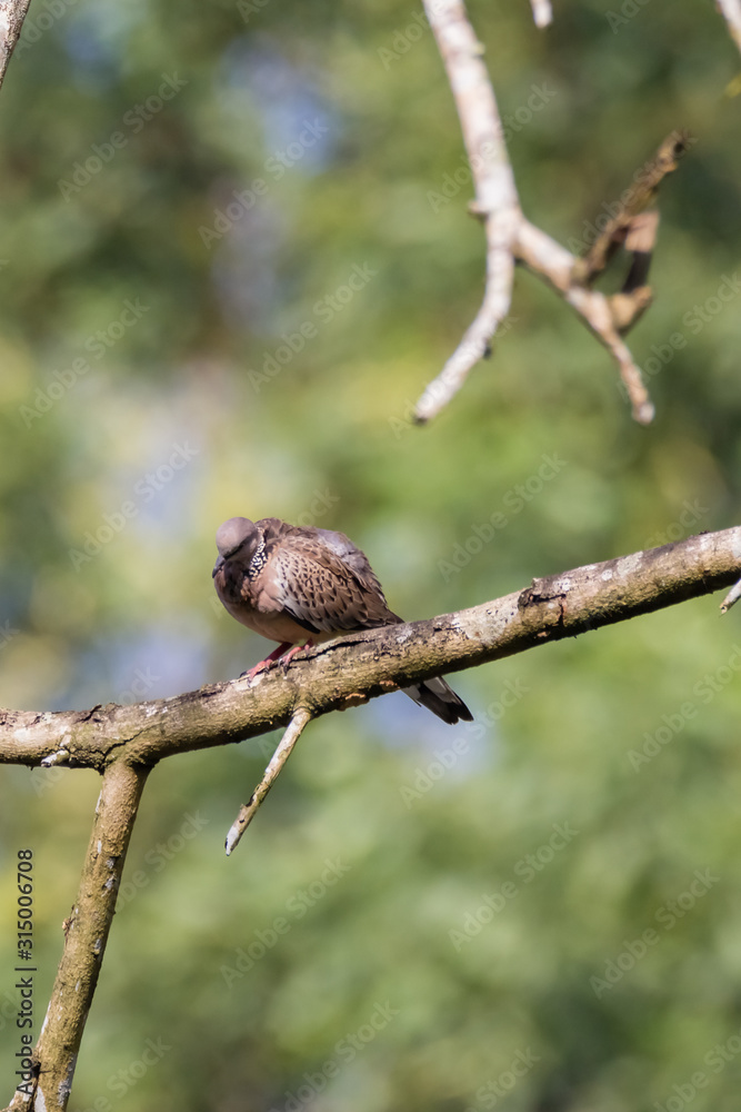 Spotted Dove (Spilopelia chinensis) in malaysia Spotted Dove (Spilopelia chinensis) in malaysia