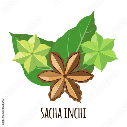 Sacha Inchi vector icon in flat style isolated on white background.