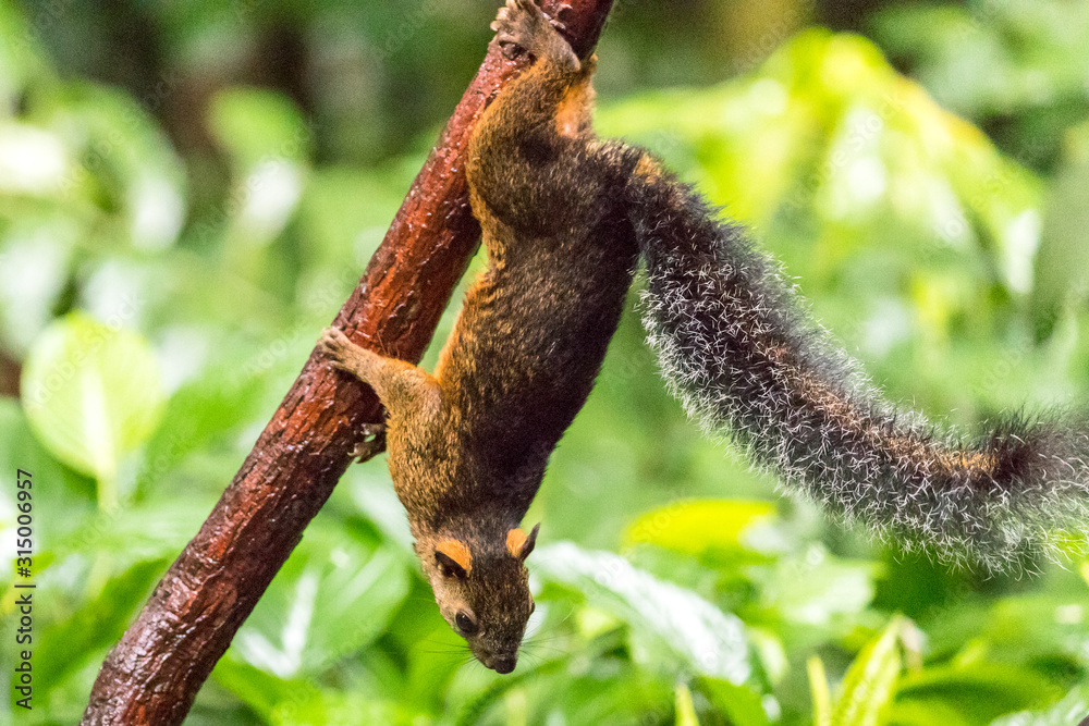 Red squirrel (Sciurus granatensis) in the rainforest of Costa Rica