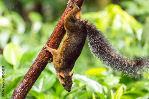 Red squirrel (Sciurus granatensis) in the rainforest of Costa Rica