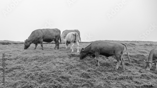 Black and white grazing cattle in Ireland