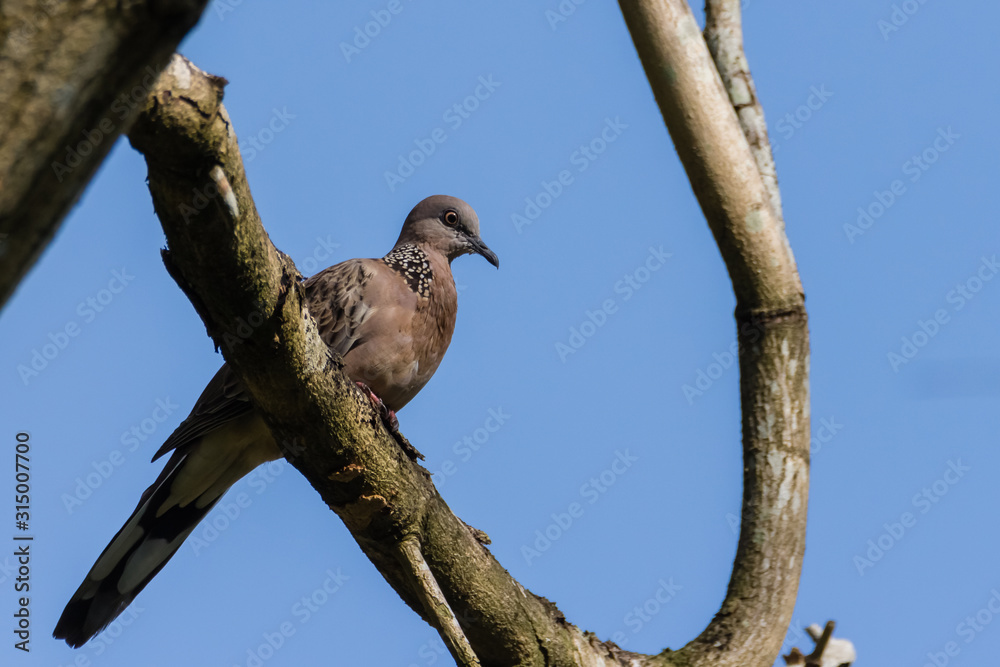 Spotted Dove (Spilopelia chinensis) in malaysia Spotted Dove (Spilopelia chinensis) in malaysia