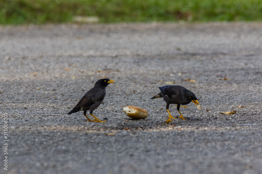 Fototapeta premium Common Myna (Acridotheres tristis tristis) in nature