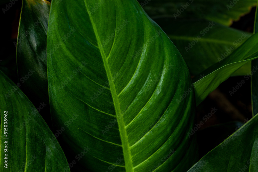 abstract green leaf texture, nature background, tropical leaf abstract green leaf texture, nature background, tropical leaf