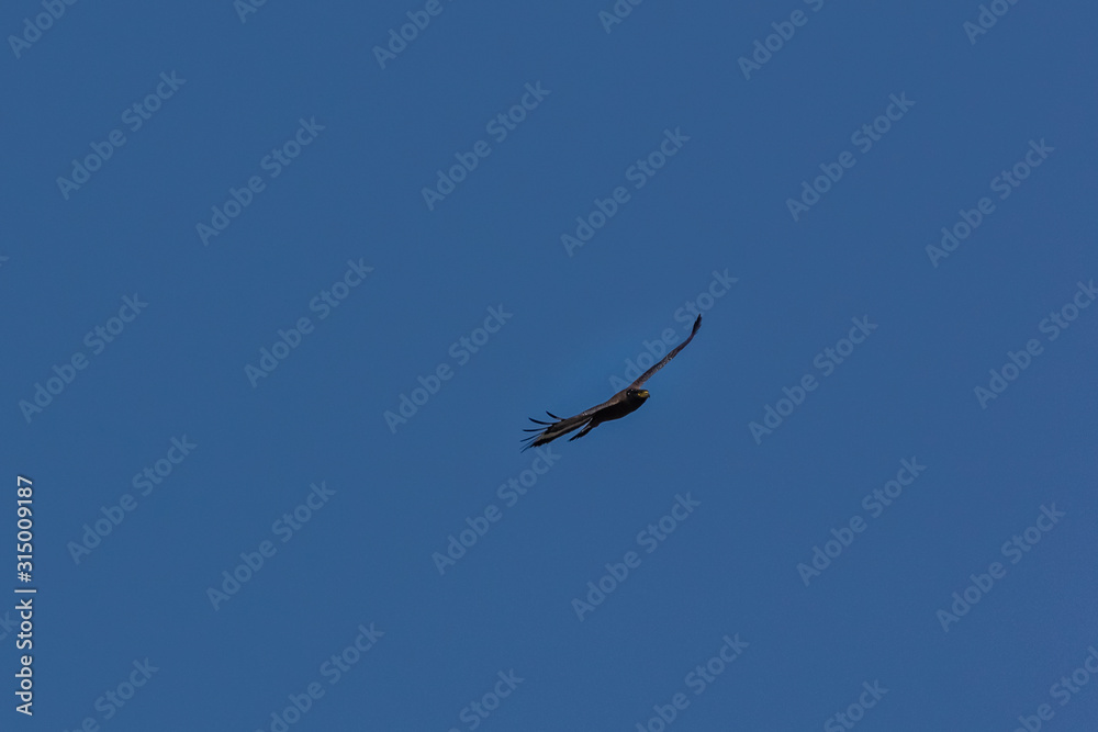 Obraz premium Serpent Eagle soaring in the blue sky