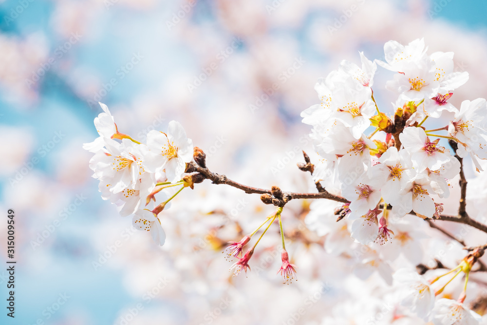 Obraz premium 満開の桜 晴天