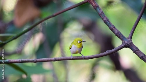 Bird (Swinhoe’s White-eye, Oriental white-eye, Zosterops simplex) with distinctive white eye-ring and overall yellowish upperparts perched on a tree in the nature wild photo