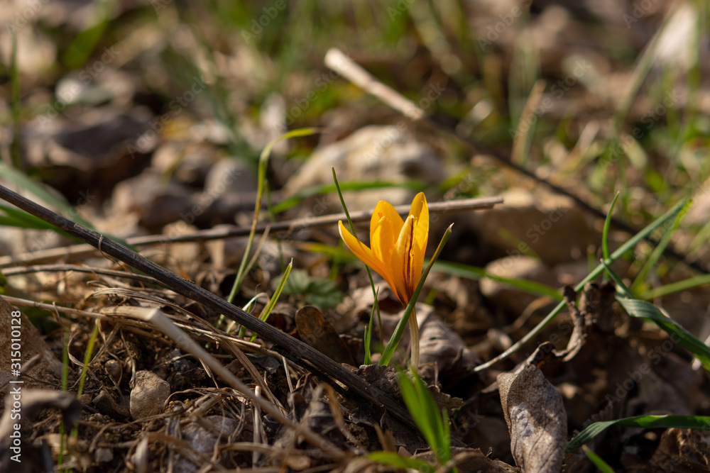 Yellow Crocus close-up among foliage Yellow Crocus close-up among foliage
