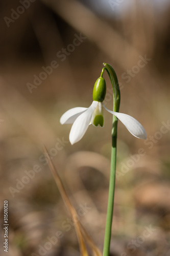 White snowdrops in the forest close-up