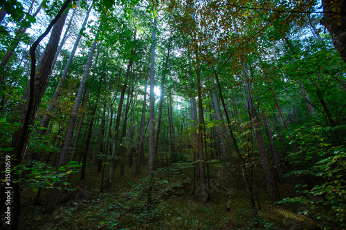 misty green forest  © babaroga
