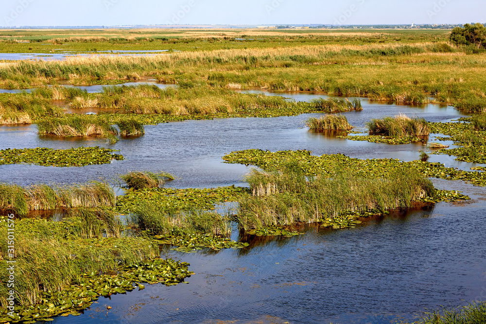 View from above on green leaves of lilies and reeds (bulrush) covered surface of lake