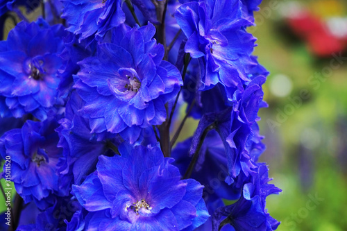 Fototapeta Naklejka Na Ścianę i Meble -  blue delphinium flower texture