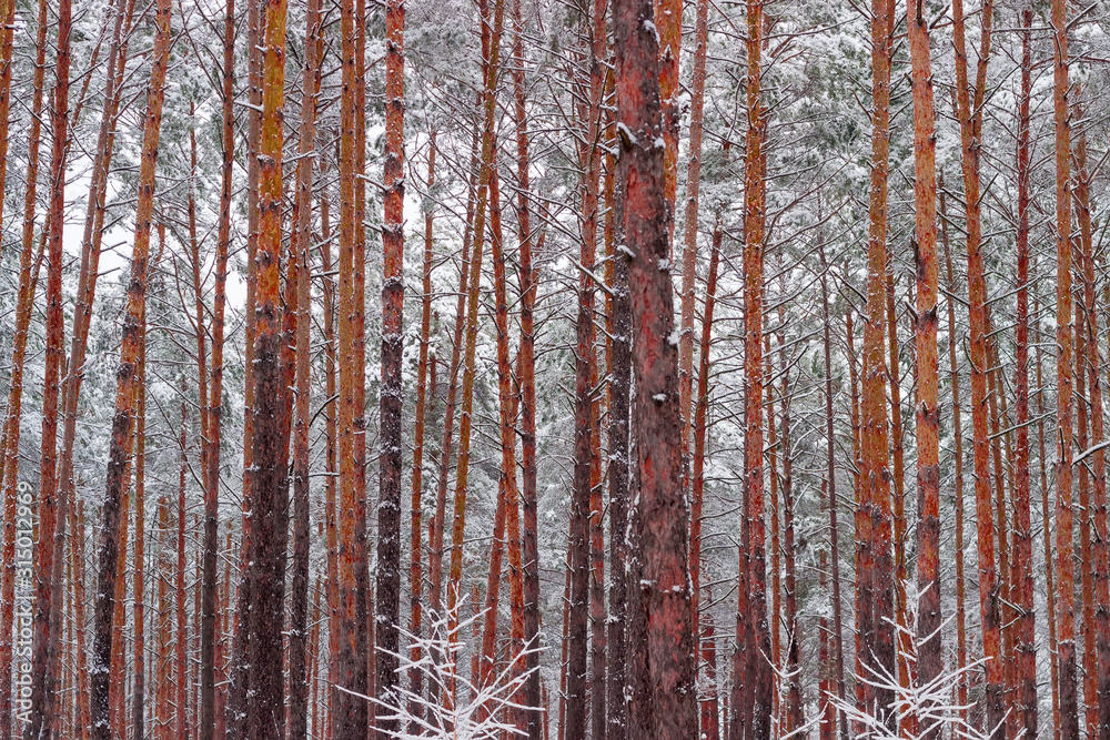 Fototapeta premium Background of the pine trunks in winter forest