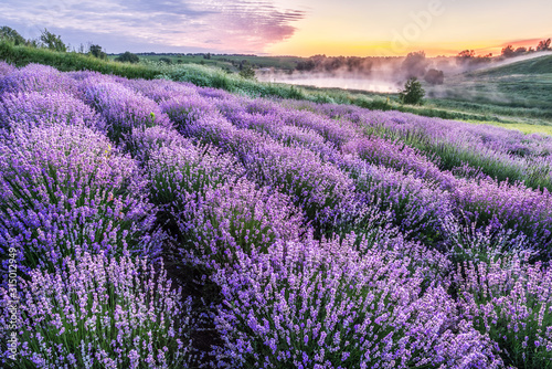 Colorful flowering lavandula or lavender field in the dawn light.
