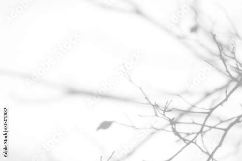 Overlay effect for photo. Gray shadows of the tree brunches on a white wall. Abstract neutral nature concept background