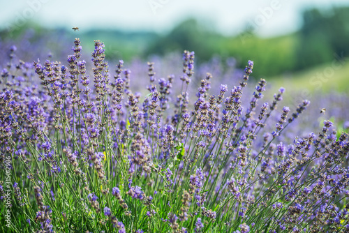Colorful flowering lavandula or lavender shrub close up. Nature background.
