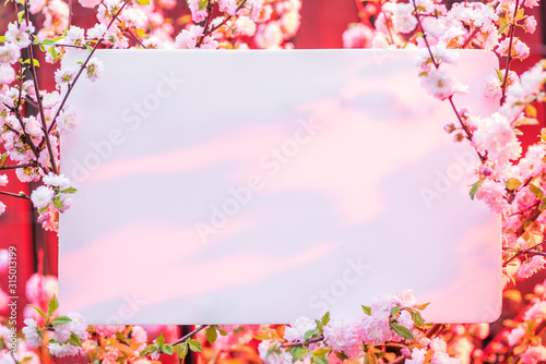 Paper blank between flowering almond branches in blossom. Pink flowers as a frame. © volff