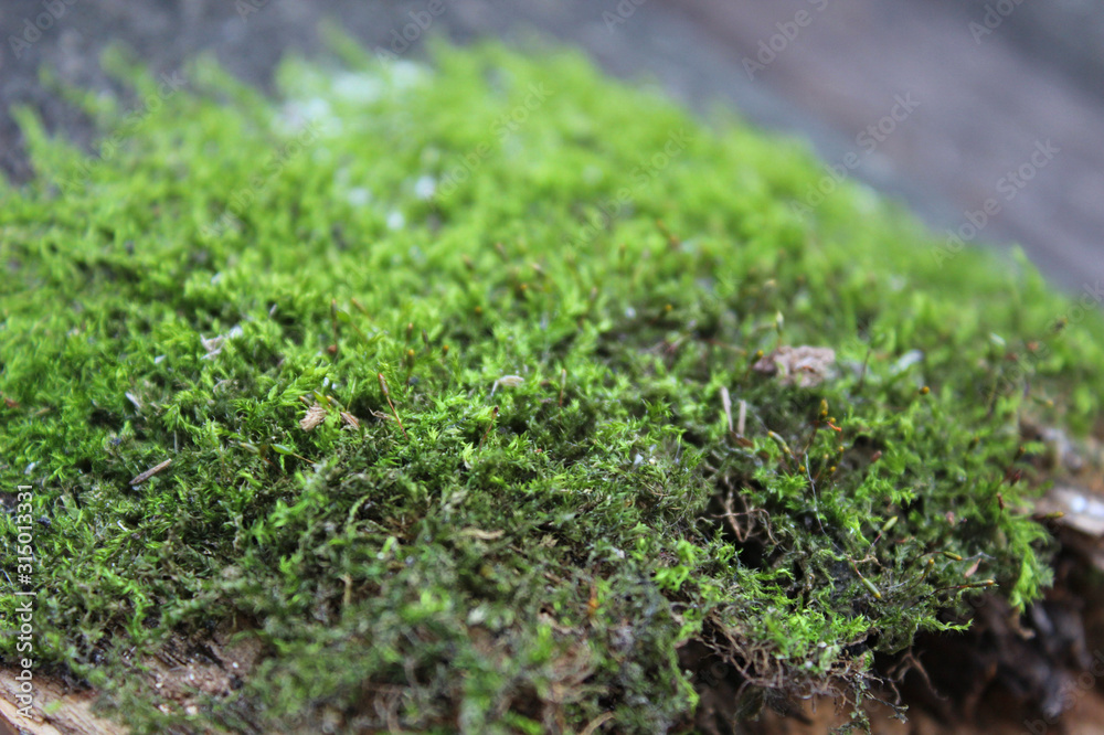 Green world Green world