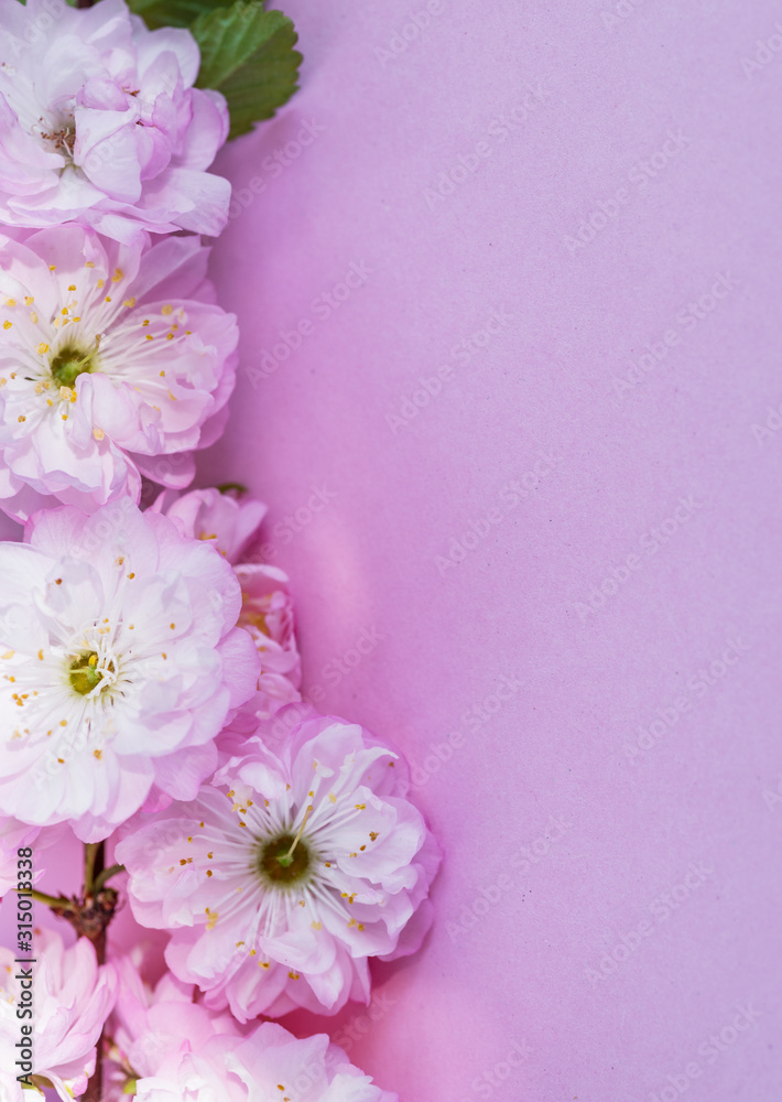 Violet paper blank and beautiful flowers of almond plant on it. Violet paper blank and beautiful flowers of almond plant on it.