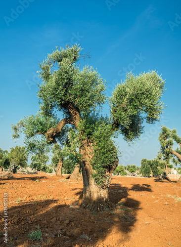 Mediterranean olive plantation and an old olive tree in the foreground.