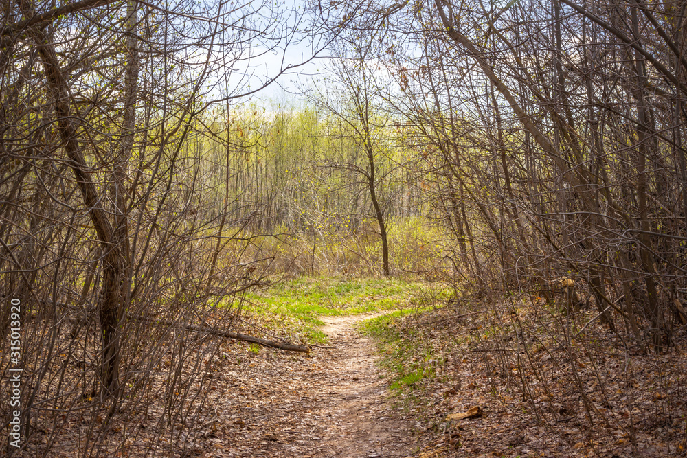 The forest road through the bushes,branches and trunks of trees The forest road through the bushes,branches and trunks of trees