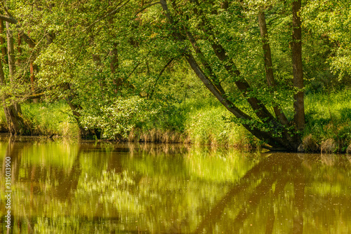 reflections of green trees on calm river surface