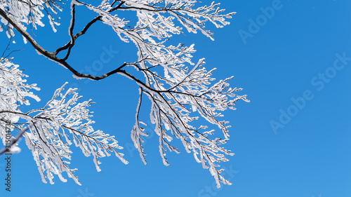 Snow covered tree branch and snow flying in wind with pure blue sky background in Huangshan, China.