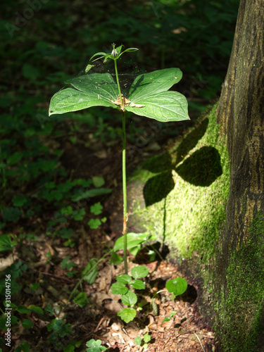 Zielone owoce Czworolista pospolitego (Paris quadrifolia L.) na początku lata