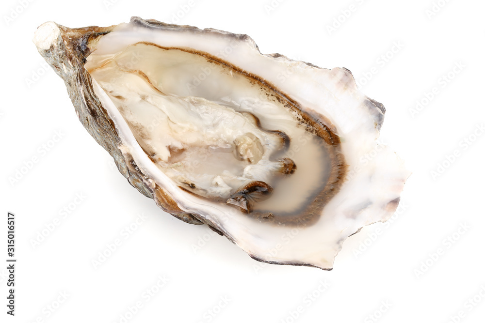Fresh oysters isolated on a white background Fresh oysters isolated on a white background