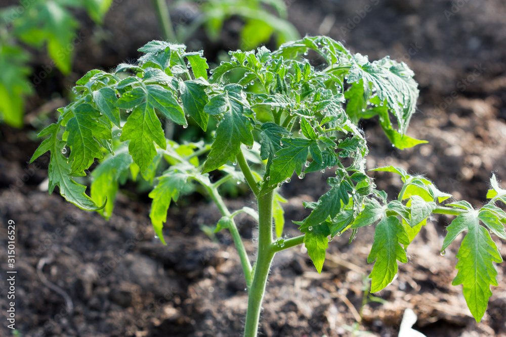Obraz premium Tomato seedlings grow in the ground in the greenhouse, seedlings after morning watering.