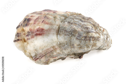 Fresh oysters isolated on a white background