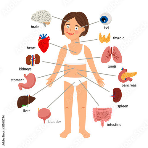Girl internal organs. Female human internal organs on girl body infographic diagram for childrens education, vector illustration on white background