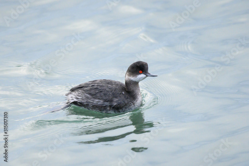 Eared grebe in Funabashi city, Chiba prefecture, Japan photo