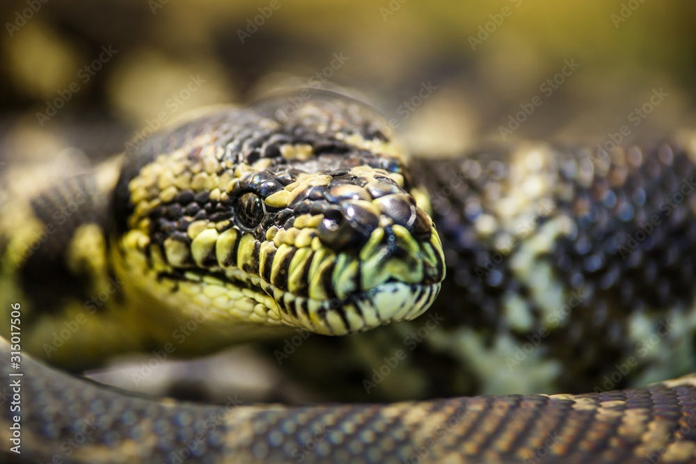 The longest snake in the world - Asia's giant Reticulated Python. Quietly asleep, curled into a ring,snake sometimes known as Royal Python or Ball Python The longest snake in the world - Asia's giant Reticulated Python. Quietly asleep, curled into a ring,snake sometimes known as Royal Python or Ball Python