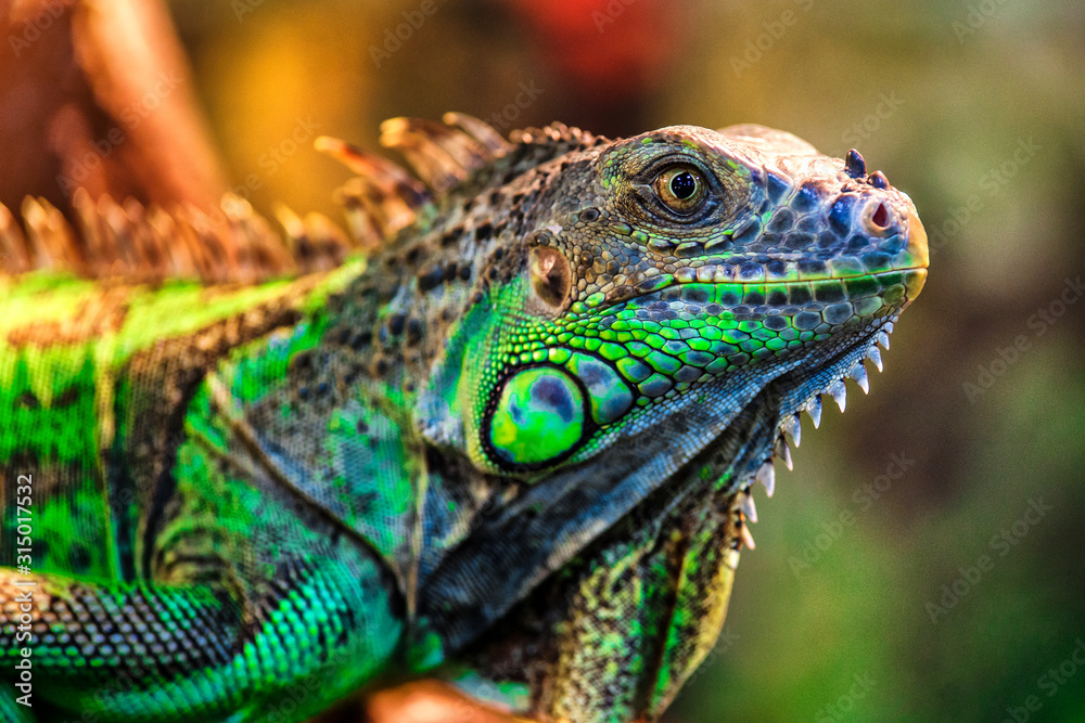 Obraz premium The green iguana, also known as the American iguana, mostly herbivorous species of lizard of the genus Iguana. This is the residual dinosaur reptile that needs to be preserved in the natural world