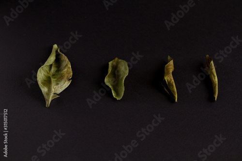 dried leaves on a dark background