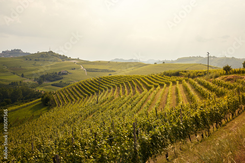 Vineyard landscape in Alba  Italy.