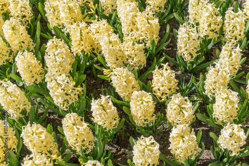 Light yellow hyacinth flower or hyacinthus in spring garden close up. Field with yellow hyacinths.
