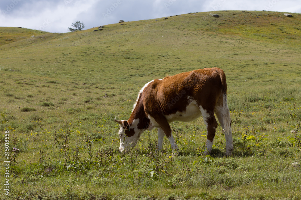 young cow on meadow