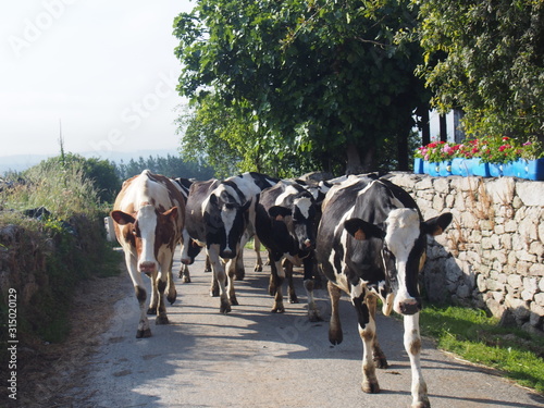 Beautiful cows on the road to Santiago de Compostela, Camino de Santiago, Way of St. James, Journey ftrom Calbor to Gonzar, French way, Spain