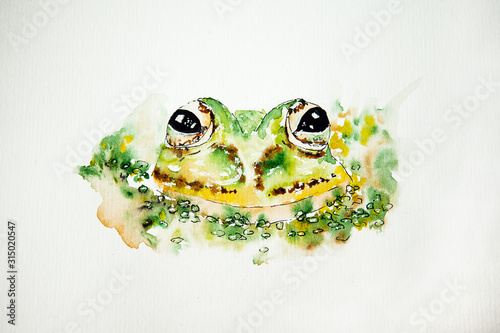 Watercolor drawing of green frog on white background, close up. Illustration of a frog. Handmade drawing