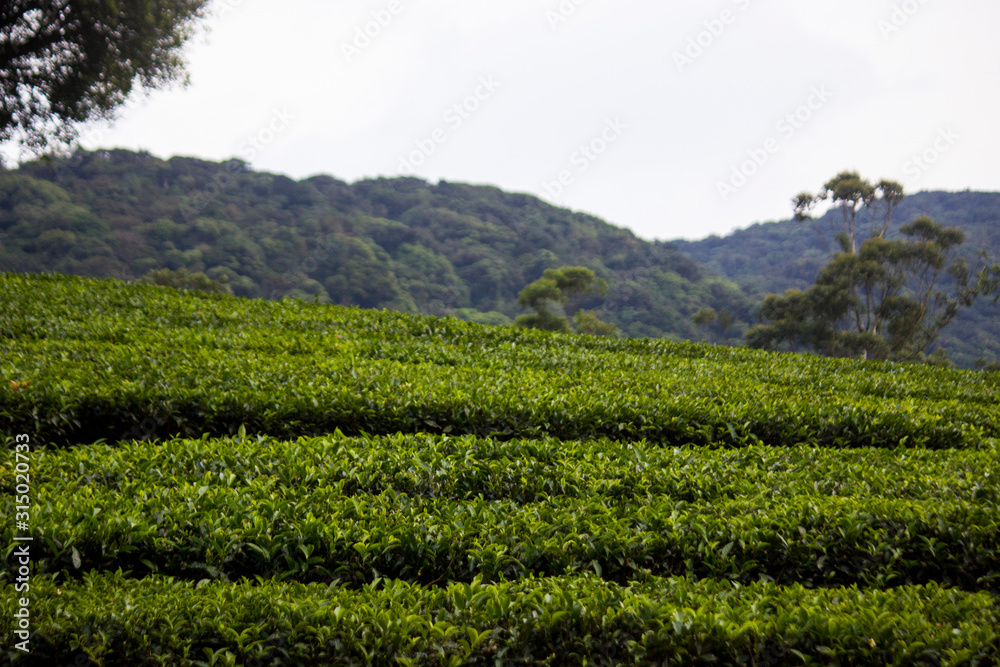Tea Estate Meghamalai Landscape