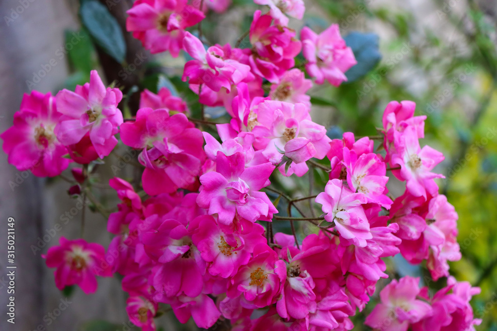 Spring landscape background with fresh spring flowers Spring landscape background with fresh spring flowers