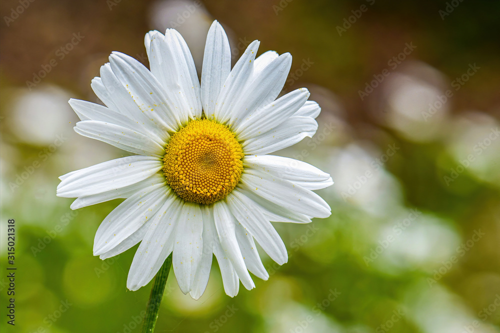 Fototapeta premium Wild Chamomile flower on meadow in spring. Daisy flower.