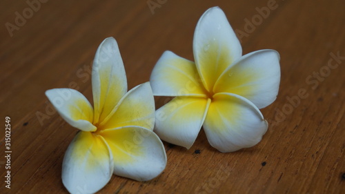 Plumeria of white and yellow flowers on a wooden table