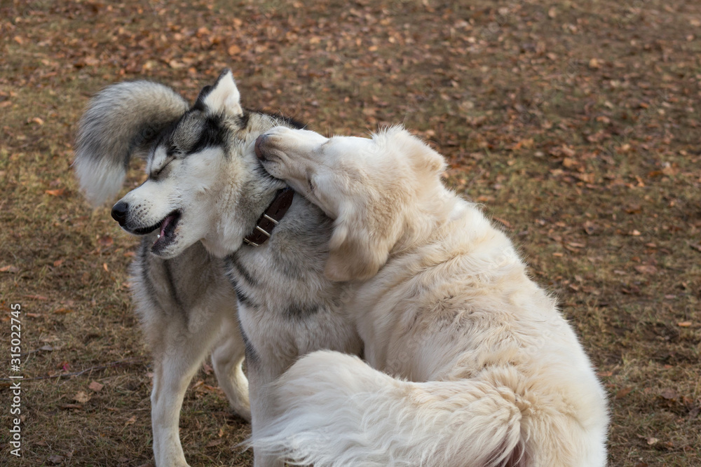 Cute siberian husky and multibred dog are playing in the autumn park. Cute siberian husky and multibred dog are playing in the autumn park.