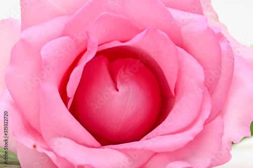 Canvas Print beautiful pink rose flower, concept image of couple sexual orgasm