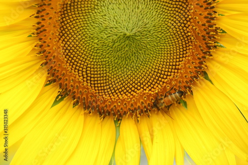 little bee feeding pollen on sunflower