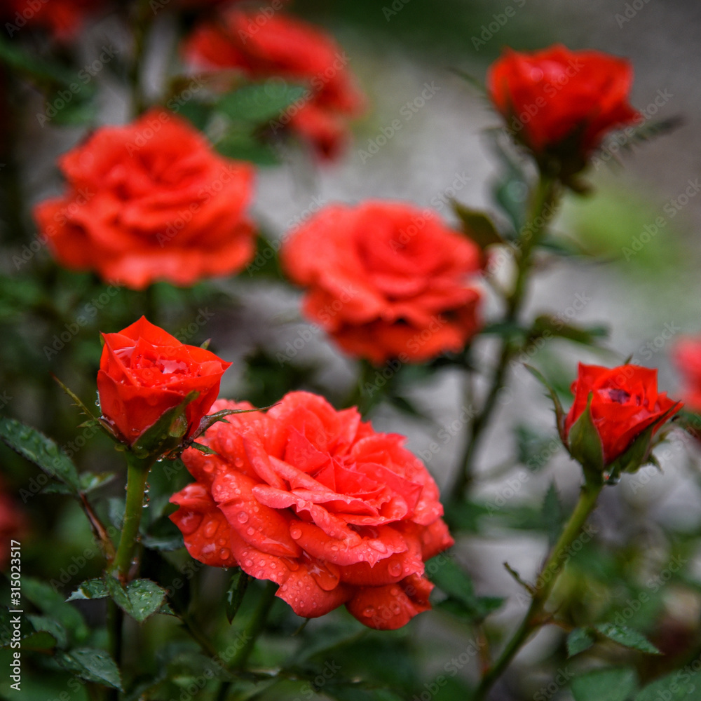 Roses in garden. Flower of roses in garden.