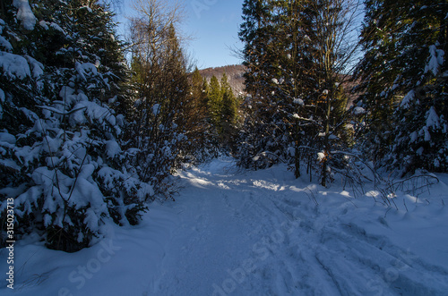 Fototapeta Naklejka Na Ścianę i Meble -  Bieszczady las zima 